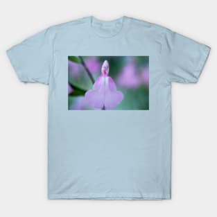 Salvia  &#39;Candy Cream&#39;  Sage T-Shirt